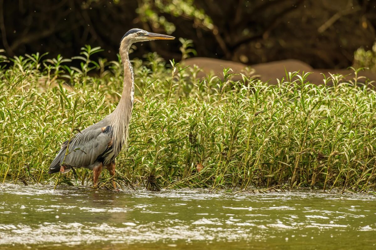 Heron standing in river representing spring time
